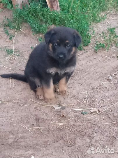 Немецкая овчарка