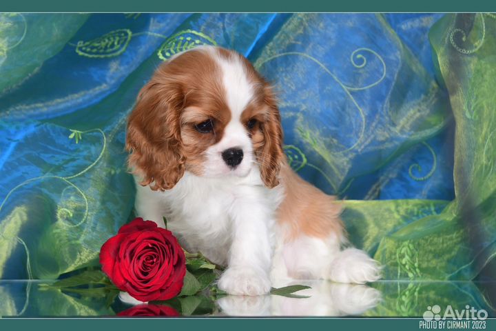 Кавалер Кинг Чарльз Спаниель