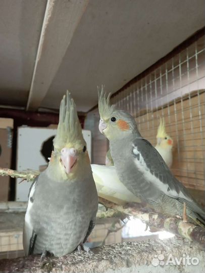 Попугай корелла