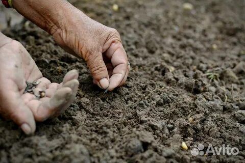 Земля плодородная