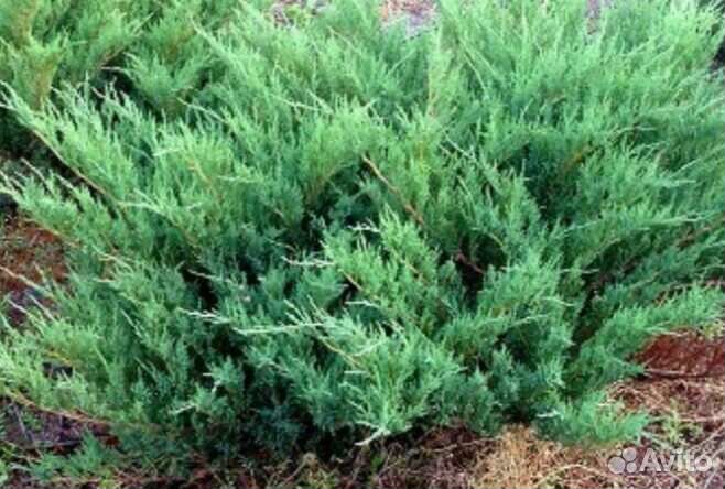 Декор.хвойные, калина и травы,родиола ярко-красная