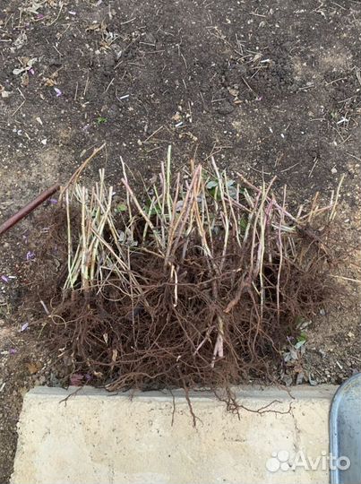 Малина полана