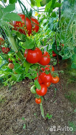 Помидоры