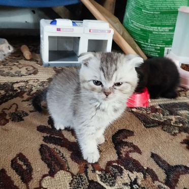 Шотландский прямоухий короткошёрстный котёнок
