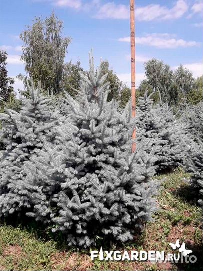 Ель колючая glauca (голубая) Высота от 150см
