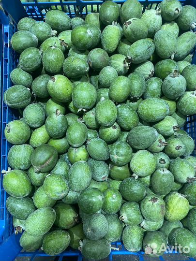 Фейхоа крупная абхазия