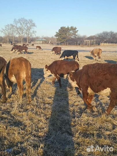 Бычки и телочки 