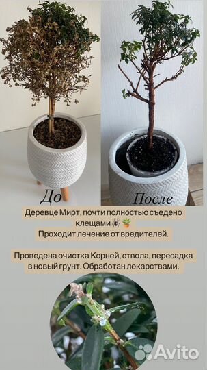 Уход, лечение, пересадка комнантных растений