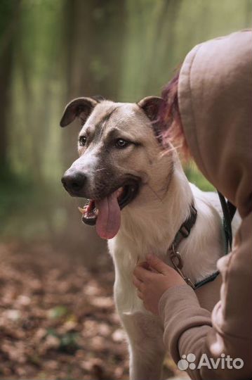 Берлин - славный мальчуган, ищет дом и хозяина