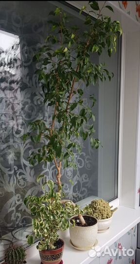 Фикус бенджамина Наташа