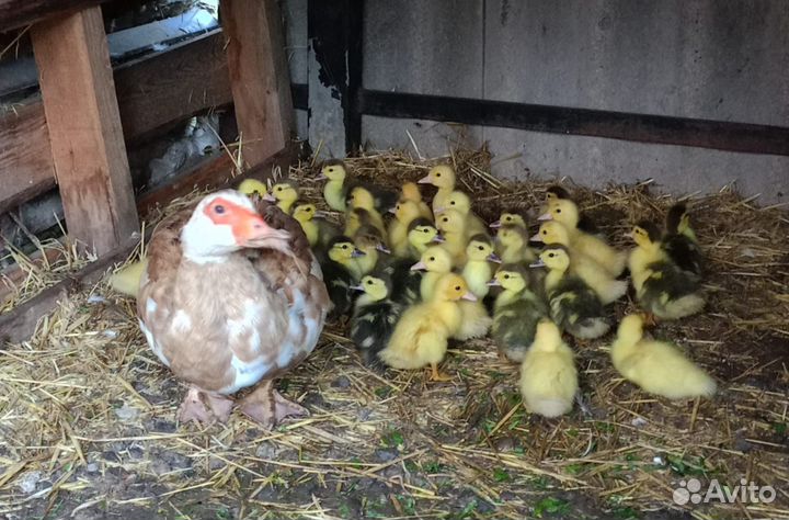 Мускусные утята