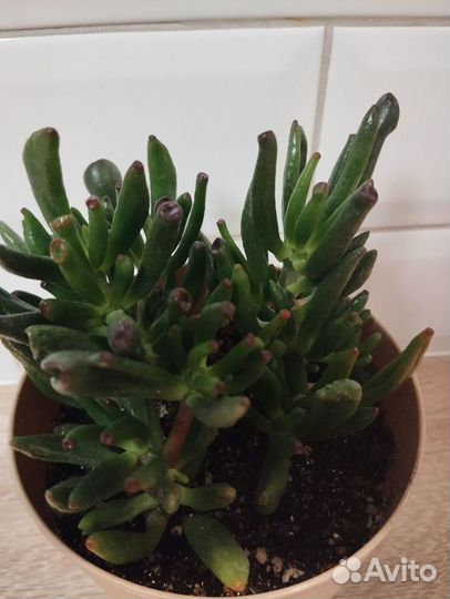 Крассула толстянка