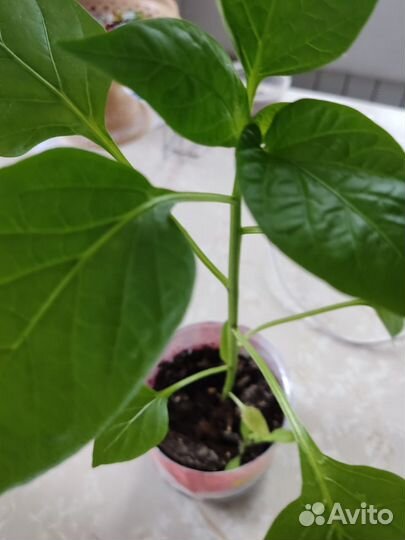 Рассада томата