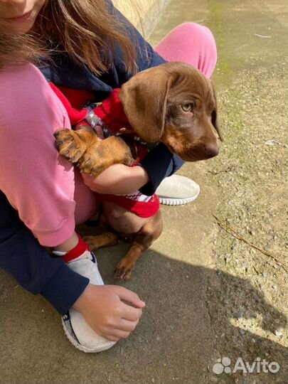 Такса щенки