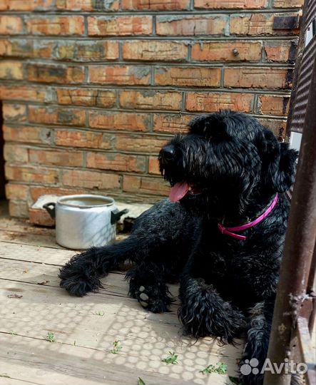 Ризеншнауцер вязка