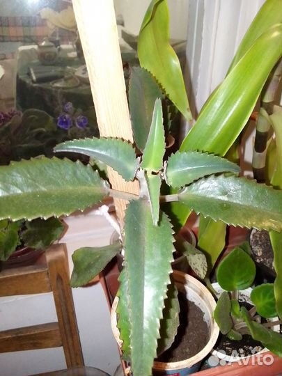 Комнатные растения