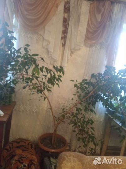 Фикус бенджамина большой