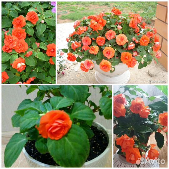 Продам бальзамин