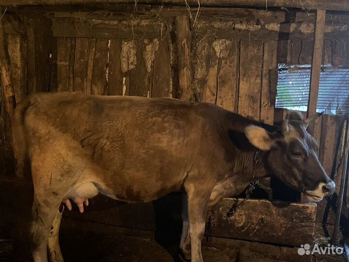 Корова дойная