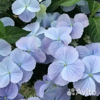 French bolero blue