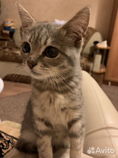 Котята бесплатно
