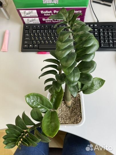 Замиокулькас зензи