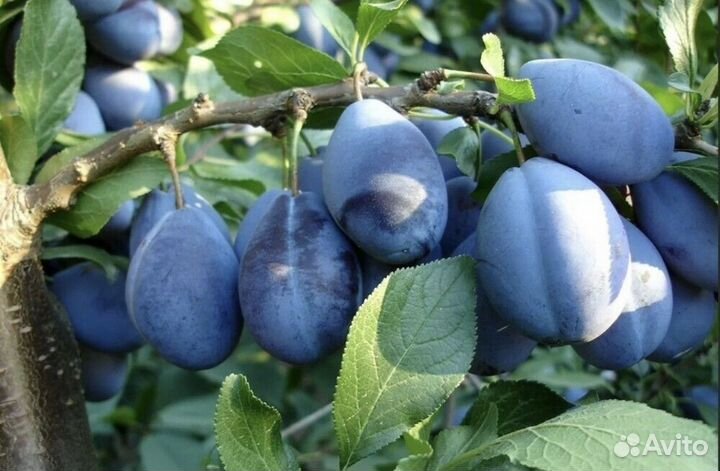 Слива стенлей