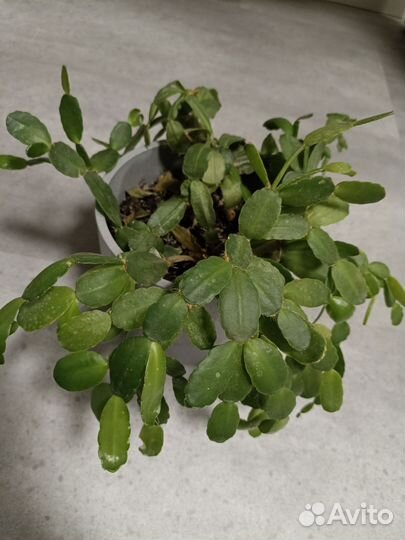 Декабрист шлюмбергера икеа горшок растение