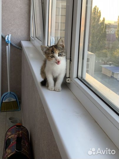 Кошечка в добрые руки