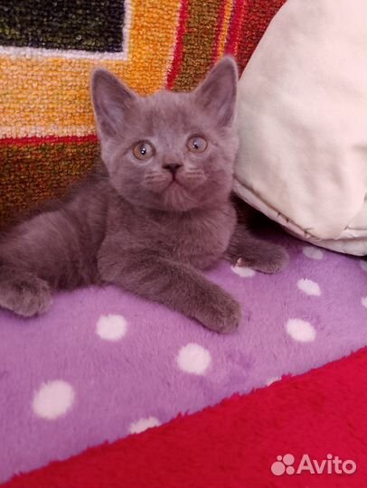 Британские котята