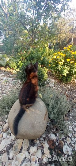 Котята мейн-кун