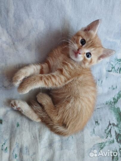 Отдадим котят(2 мальчика,2 девочки)