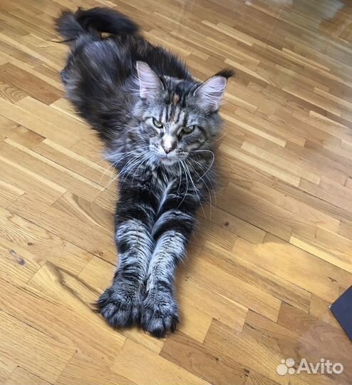 Кошечка Мейн-кун ищет хозяев