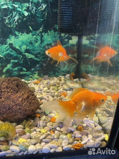 Аквариум с рыбками