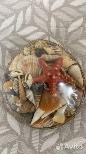Ракушки декоративные