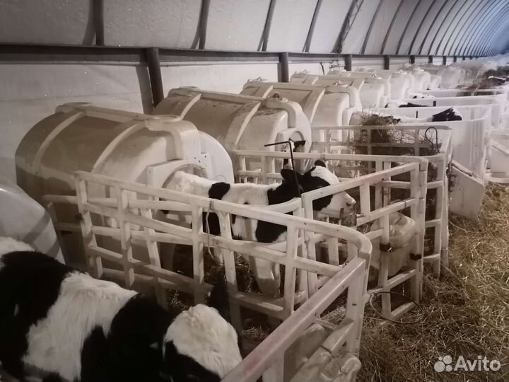 Бычки телочки