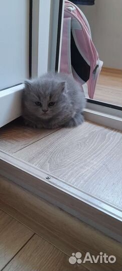 Шотландская вислоухая и прямоухая