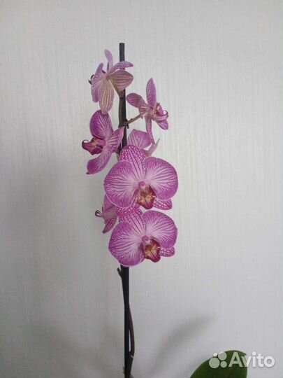 Орхидея фаленопсис