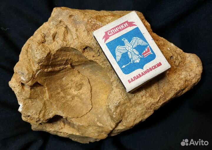 Камень древний с отпечатком ракушки