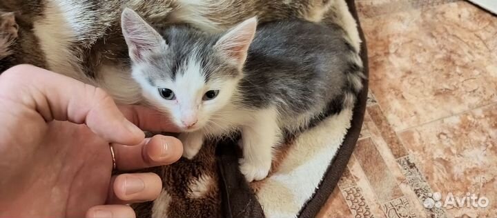 Кошка в дар бесплатно