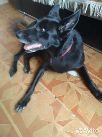 Отдам в добрые руки собаку