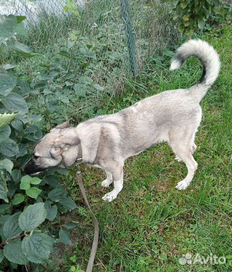 Собаки бесплатно в добрые руки