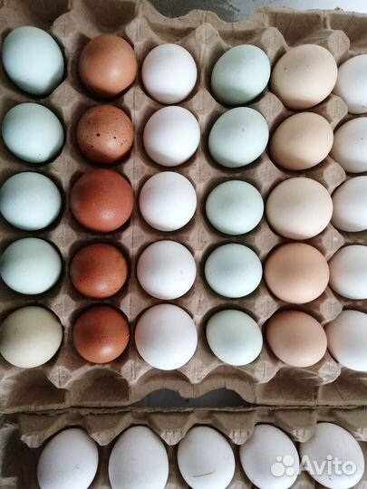 Инкубационное яйцо доминант.легорн(белый)