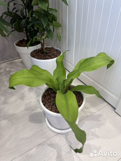 Драцена душистая