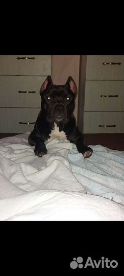 Амстафф вязка