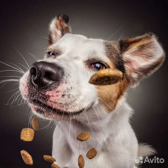 Корм для собак с бесплатной доставкой