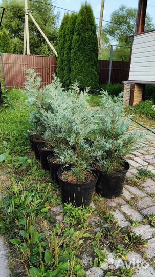 Можжевельник скальный Мунглоу 70-80см 10л