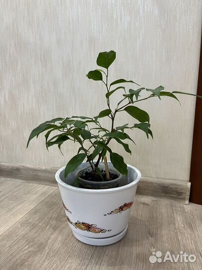 Фикус бенджамина