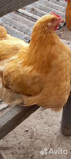Петухи породистые