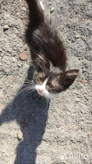 Котеночек в дар